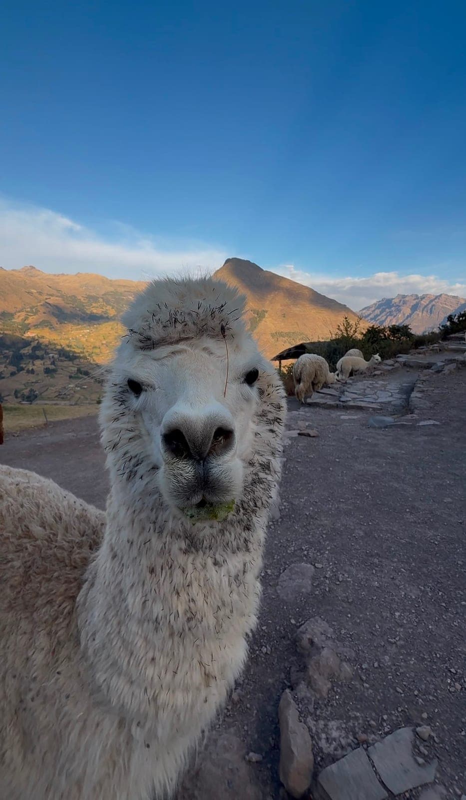 A fluffy white alpaca looking straight into the camera on a mountain path, with more alpacas and Andean peaks behind